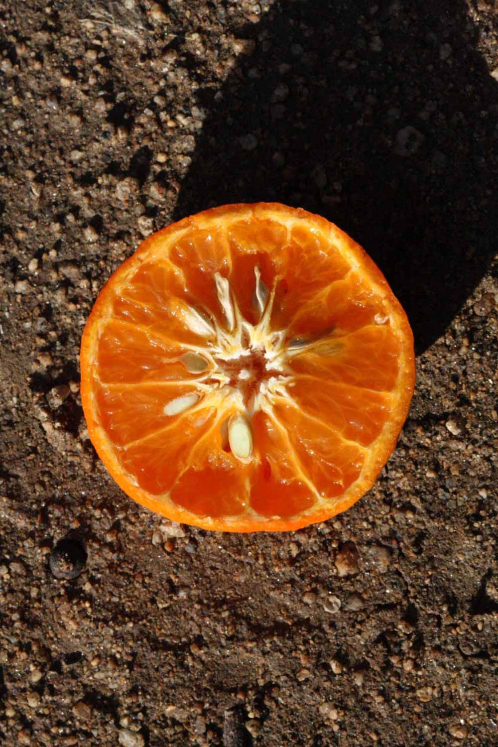              Fruit cross-section (Riverside, CA)       